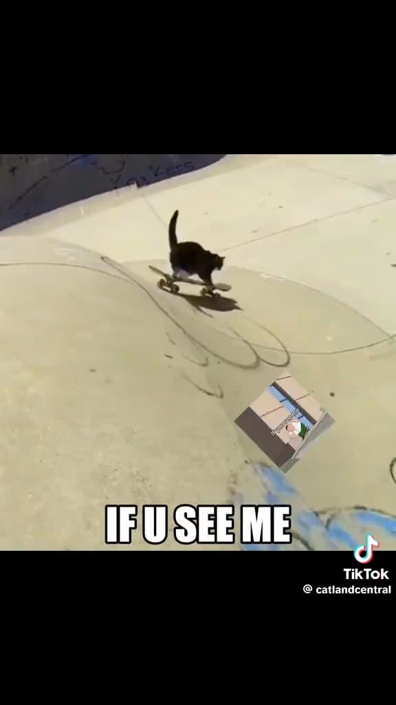 Cat skate