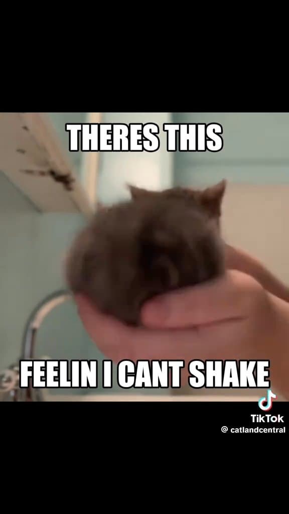 Cat videi